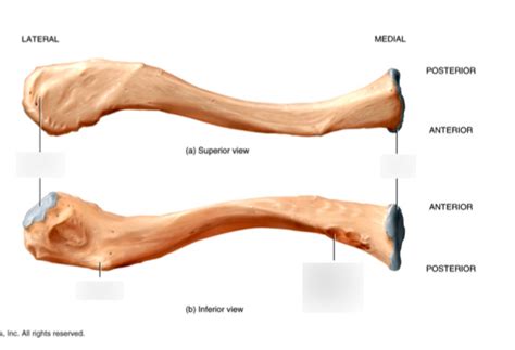 Clavicle Diagram | Quizlet