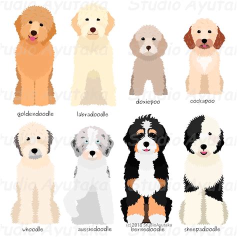 What Are The Different Types Of Doodle Dogs