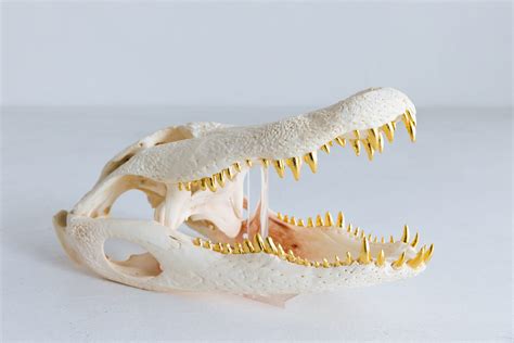 Crocodile Skull Anatomy