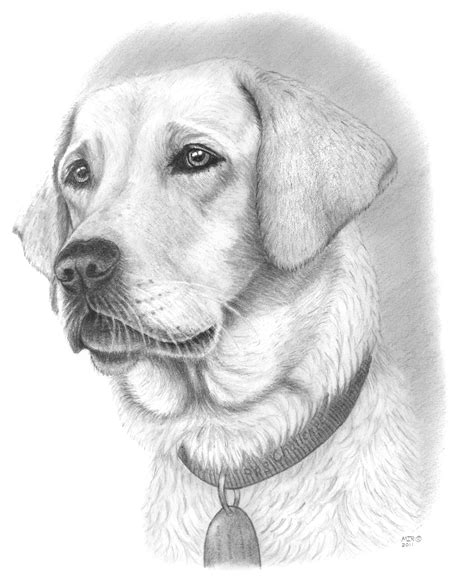 Pencil Drawings Of Dogs