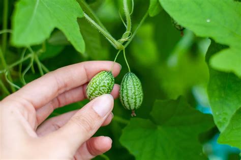 Cucamelon Seeds: How to Grow and Harvest Mouse Melons - A-Z Animals