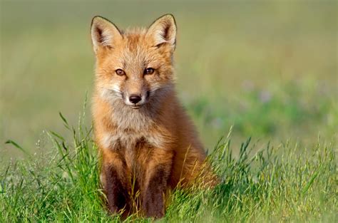 Red Foxes - Wild Animals News & Facts by World Animal Foundation