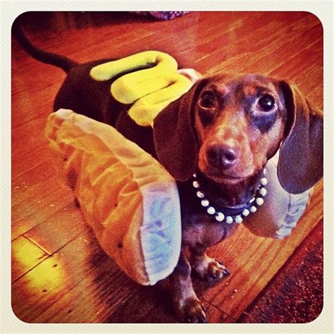 Who wore it best? Choose which weiner dog makes the best weiner – SheKnows