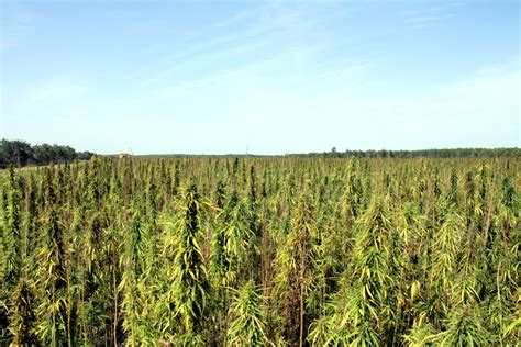 From Seed to Shelf: Transparent, Sustainable Hemp Hearts with Manitoba ...