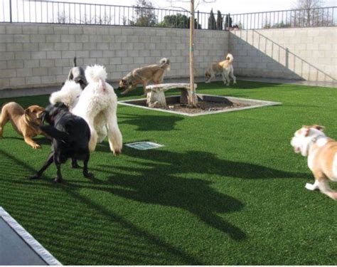 Pet Turf - We specialize in artificial grass solutions for your pets in Houston