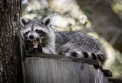 Raccoon Removal: Four Steps to Defeating Furry Hulks | ABC Humane Wildlife Control and Prevention