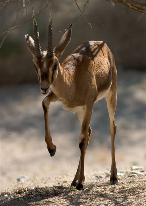 Mediterranean Dry Woodlands and Steppe | One Earth