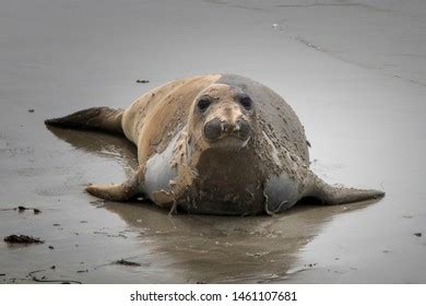 778 Molting seal Images, Stock Photos & Vectors | Shutterstock