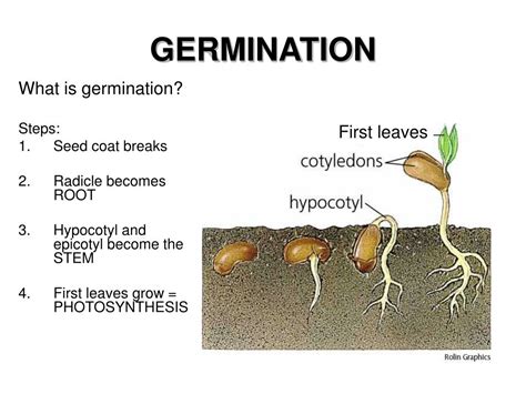 PPT - Seeds and Growing Plants PowerPoint Presentation - ID:229013