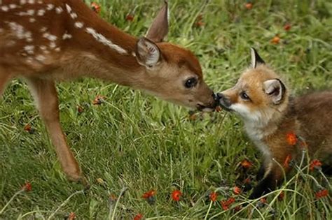 Unlikely animal friendships | Dusky's Wonders