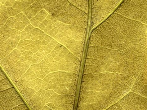 🔥 [40+] Gold Leaf Wallpapers | WallpaperSafari