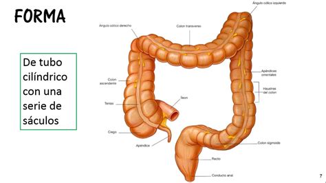 INTESTINO GRUESO-ANATOMÍA - YouTube