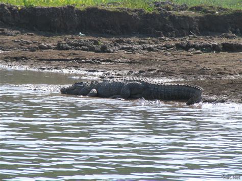 marsh crocodile, chambal river : 100 Thousand Photos