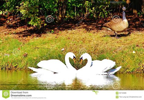 Heart shape swan stock image. Image of heartshapeswan - 60742685