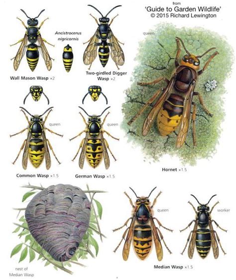 Wasp or Hornet? - NearbyWild