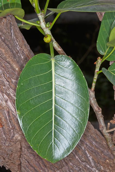 Ficus aurea | Fotos de Campo | The Field Museum