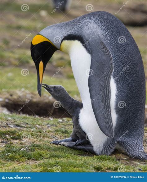 King Penguin Colony - Falkland Islands Stock Photo - Image of polar ...