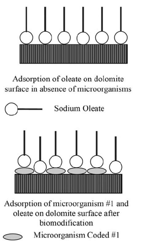 Adsorption of sodium oleate and microorganism #1 on dolomite surface ...