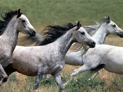 HD Animals Wallpapers: White Wild Horses