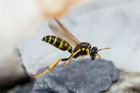 Flying - Wasp by lueap on DeviantArt