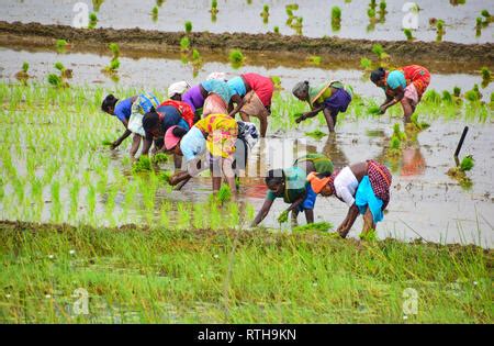 INDIA Tamil Nadu, rice farming, man winnowing rice to separate grain ...