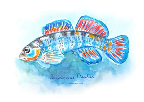 rainbow darter by swordwhale on DeviantArt