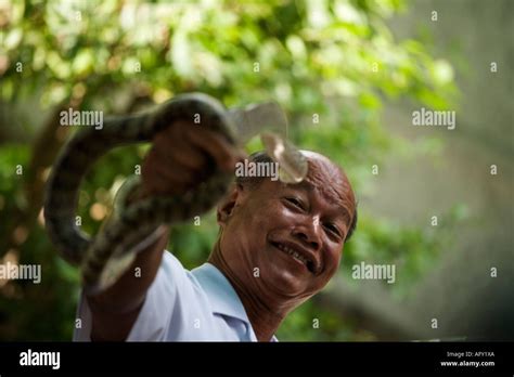 Snake handler grimaces, Red Cross Snake Farm, Bangkok, Thailand Stock Photo - Alamy