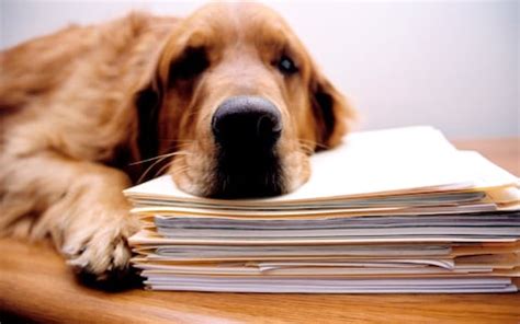 Dog behaviour problems? Here's the ten most common causes