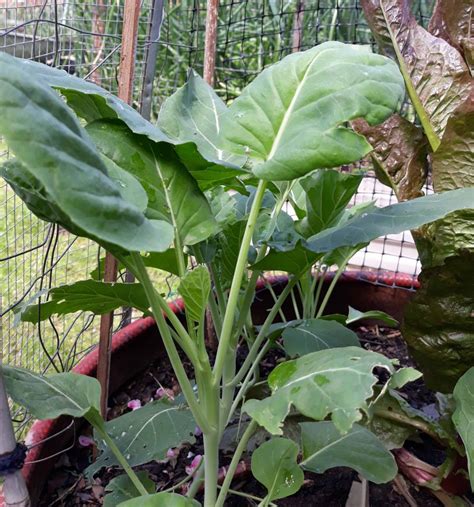 Chinese Broccoli - Local Seeds