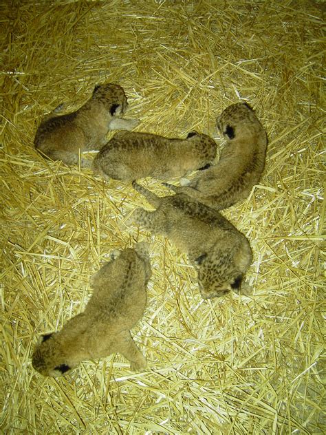 Newborn lion cubs - Lion cubs Photo (36286247) - Fanpop