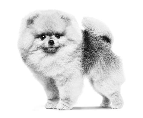 Pomeranian | Royal Canin