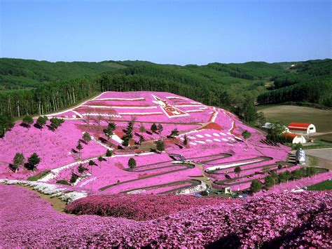 5 Best Flower Fields to Visit in Hokkaido - Japan Web Magazine