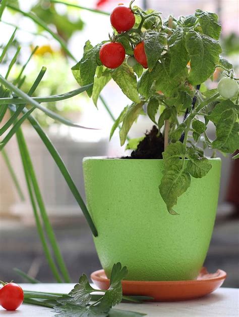 How to Grow Cherry Tomatoes Indoors - The Vegan Atlas