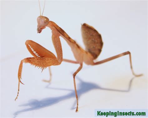 african-mantis-sphrodomantis-lineola-nymph | Keeping Insects