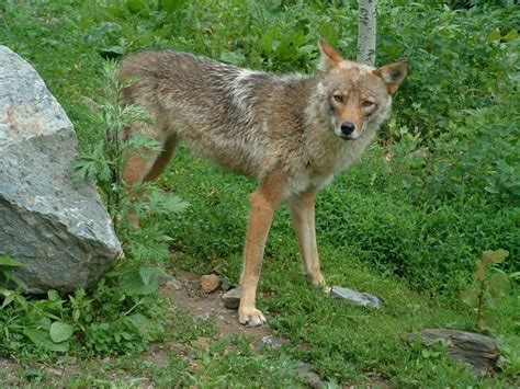 What Is a Coywolf? | Coyote-Wolf Hybrid | Live Science