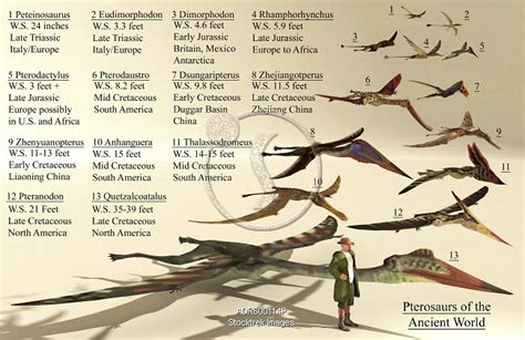 Rhamphorhynchus Size