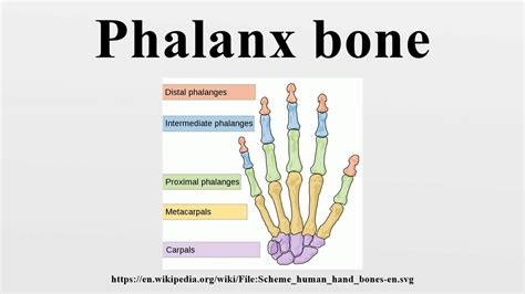 Phalanx bone - YouTube