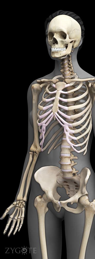 Female Skeleton Diagram