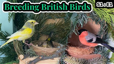 Pairing the Native Finches | Breeding British Birds S1:E1 - YouTube