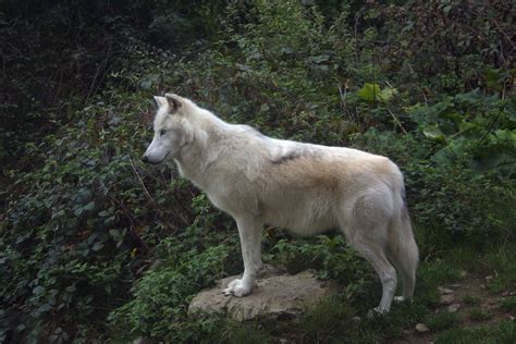 Mackenzie River wolf (Canis lupus mackenzii); Image ONLY