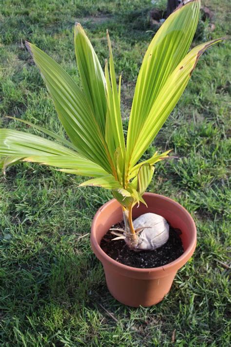 How to Grow Coconut Tree, Growing Coconut Plant in Pot - Everything About Garden