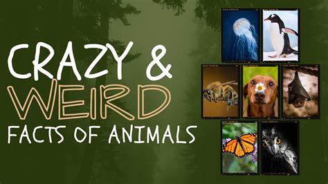 Crazy and Weird Facts of Animals | You Didn't Know! - YouTube