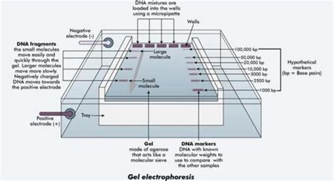 Horizontal Gel Electrophoresis Apparatus Diagram