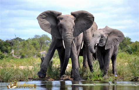 The Kruger Park In 10 Photos - Endless Summer Tours