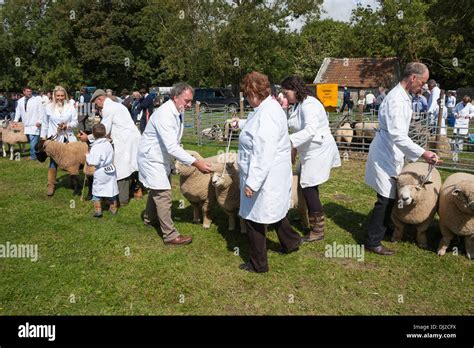 Sheep judging at show Stock Photo - Alamy