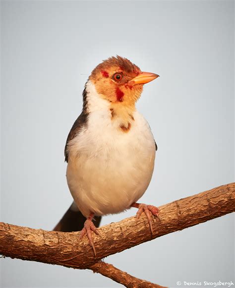 8229 Juvenile Yellow-billed Cardinal (Paroana capitata), Pantanal, Brazil - Dennis Skogsbergh ...