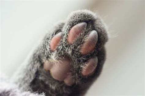 Cat Paw Anatomy (Ultimate Guide!!) - AnimalFate