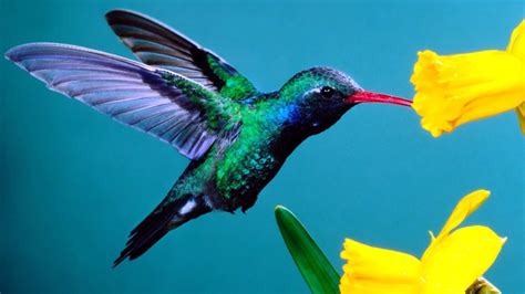 Hummingbirds: Magic in the Air – PBS (2010) | Natural History Nature ...