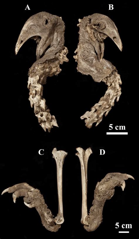 Desiccated type specimen of upland moa (Megalapteryx didinus) Owen ...