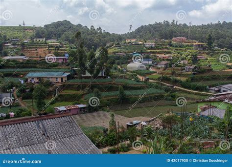 Agriculture in sri lanka stock photo. Image of agriculture - 42017930